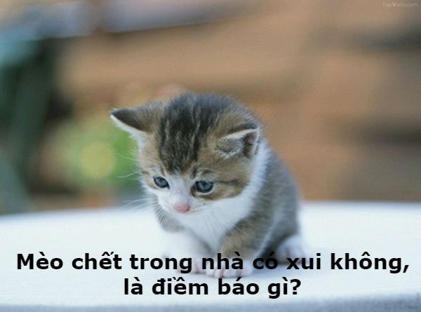 mo-thay-meo-chet-la-diem-bao-gi