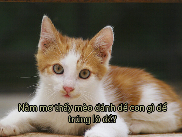 nam-mo-thay-meo-danh-con-gi